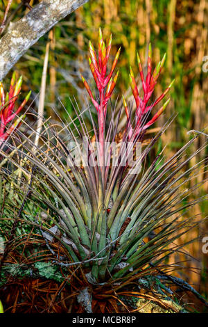 Cardinal air plant in full bloom. Stock Photo
