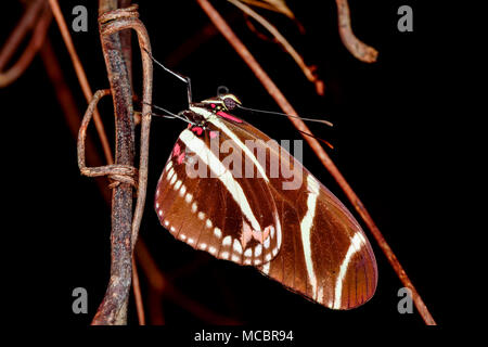 Zebra Longwing sleeping Stock Photo