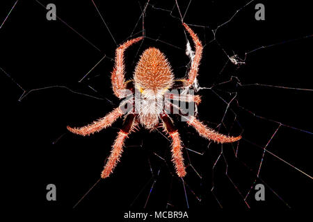 Tropical orb weaver spider Stock Photo