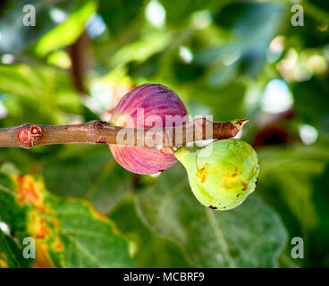 Two figs on branch growing on the tree. Close-up. Stock Photo