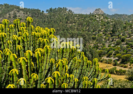 Candelabra tree (Euphorbia candelabrum) with yellow flowers, near Wukro, Tigray, Ethiopia Stock Photo