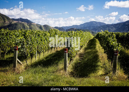 Vineyards in the Marlborough Region, South Island, New Zealand