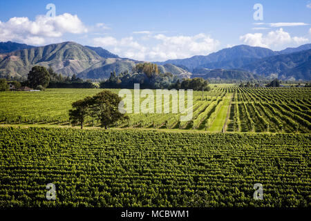 The vineyards of the Marlborough Region, South Island, New Zealand.