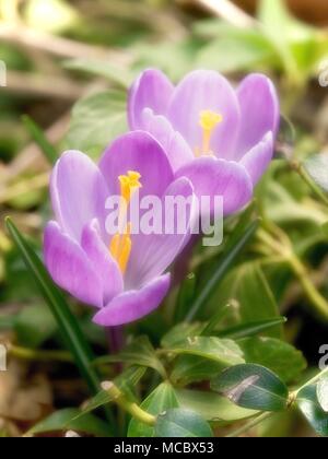 crocus blooming Stock Photo