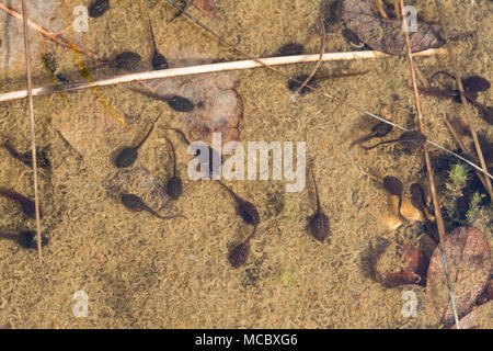 Common frog tadpoles (Rana temporaria) in shallow pond in Berkshire, UK Stock Photo