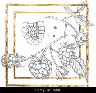 Hand drawn raspberry set isolated on white background. Retro sketch style vector illustration. Gold frame. Stock Vector