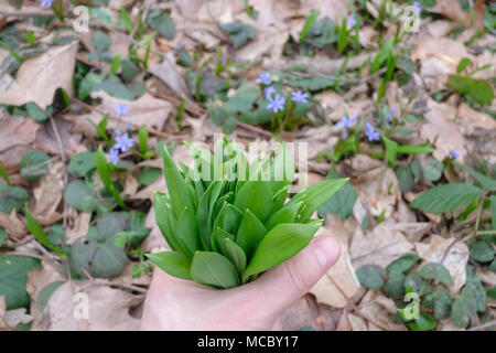 Wild garlic in man hand Stock Photo