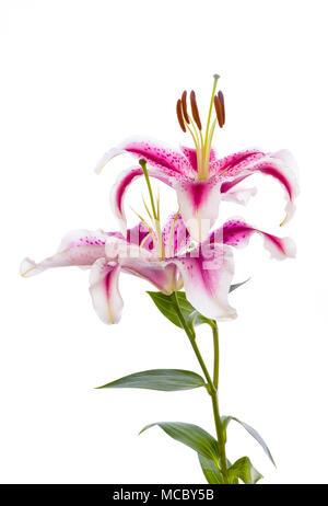 Close up of two red and white Stargazer Lilies Stock Photo