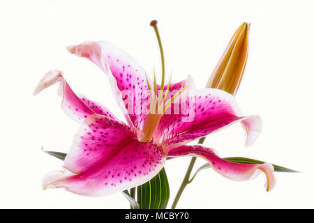 Close up of single red and white Stargazer Lily Stock Photo