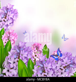 Early spring delicate floral background with lilac and pink hyacinth flowers and blue butterflies with space for text Stock Photo