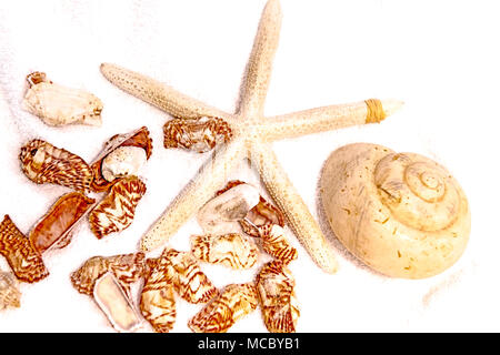 Muschelschalen und Seestern; cockles and starfish Stock Photo