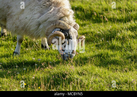 Scottish Blackface, male grazing on field, Scotland, United Kingdom Stock Photo