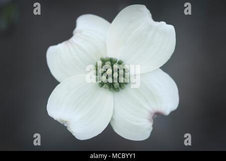 North Carolina Dogwood tree blooming Stock Photo