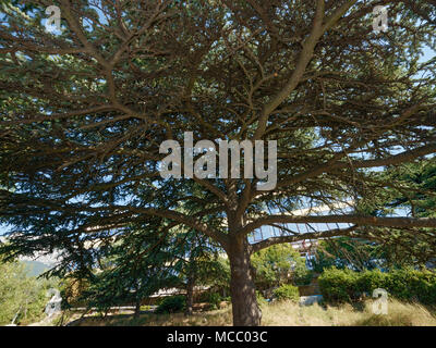 Just below large spreading crown of Lebanon cedar tree that is near club-dinning of sanatorium Yasnaya Polyana in Gaspra location, Crimea, Russia. Stock Photo