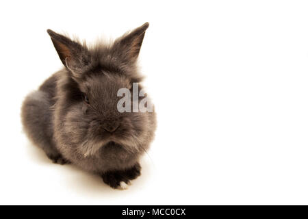 Small black baby mini lop ear bunny rabbit in hands isolated on white ...