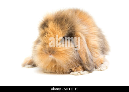 Small lop-eared rabbit isolated on white background. Stock Photo
