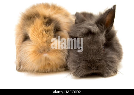 Two small rabbits on white. Stock Photo