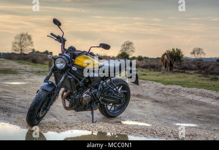 Yamaha XSR700 motorbike in new forest near a horse Stock Photo