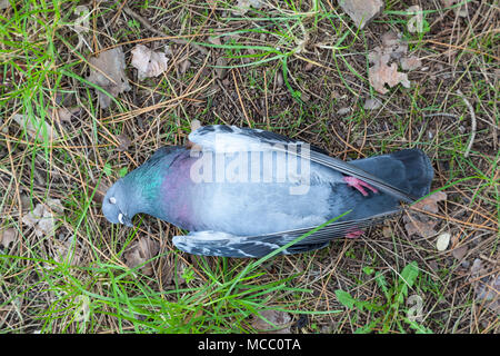 Body of a dead pigeon lying on the ground underside up. Fresh body, no signs of predation, no injury, intact, healthy looking weight. Unknown causes. Stock Photo