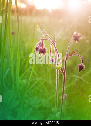 Geum rivale or water avens purple nodding flowers at the sunset blurred floral vertical background. Toned image. Stock Photo