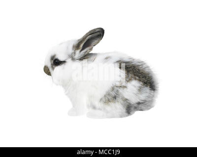 White little spotty rabbit isolated on white Stock Photo