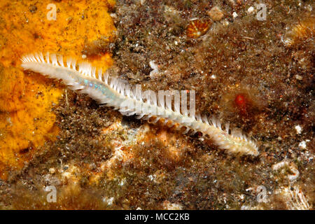 Fireworm, or Bristleworm, possibly Eurythoe complanata, or Chloeia sp, or Pherecardia sp.Tulamben, Bali, Indonesia. Bali Sea, Indian Ocean Stock Photo