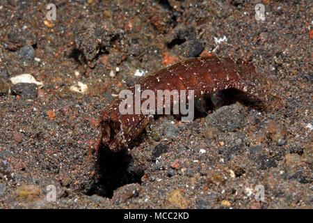 Mantis Shrimp, Pseudosquilla ciliata. Tulamben, Bali, Indonesia. Bali Sea, Indian Ocean Stock Photo