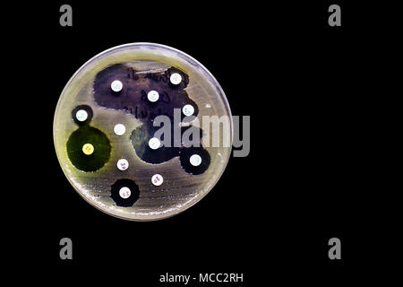 Culture plate of bacterial growth showing antibiotic sensitivity in their colony pattern isolated in black background Stock Photo