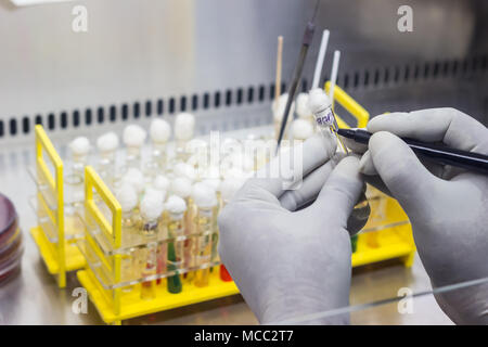 Test tube stand showing Durham's tube in Sugar media demonstrating gas production by bacteria held in gloved hand. View from top Stock Photo