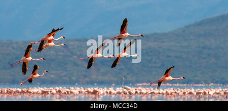 Greater flamingo flock in natural habitat. A nature paining created by