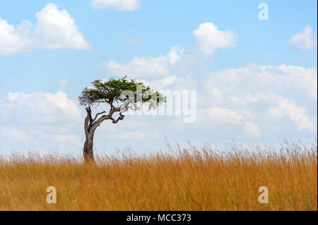 Beautiful landscape with nobody tree in Africa Stock Photo