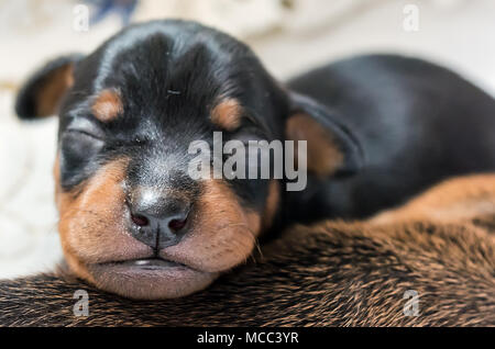 Adorable newborn puppy sleeping Stock Photo