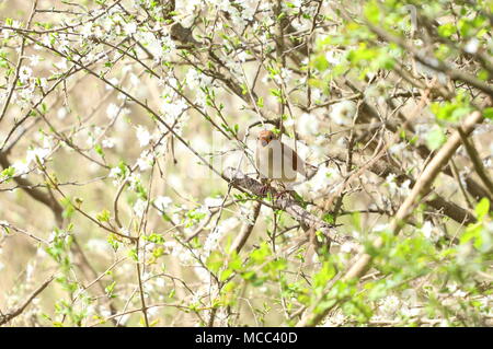 Nightingale bird on branch of blossom tree in spring Stock Photo