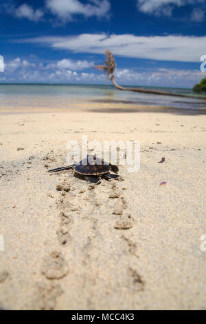 A newly hatched baby green sea turtle, Chelonia mydas, an endangered species, makes it's way across the beach to the ocean off the island of Yap, Micr Stock Photo
