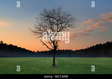 Lonely tree without leaves at a pastel colored sunset. Stock Photo