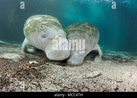 Endangered Florida Manatees, Trichechus manatus latirostris, gather at Three Sisters Spring in Crystal River, Florida, USA. The Florida Manatee is a s Stock Photo