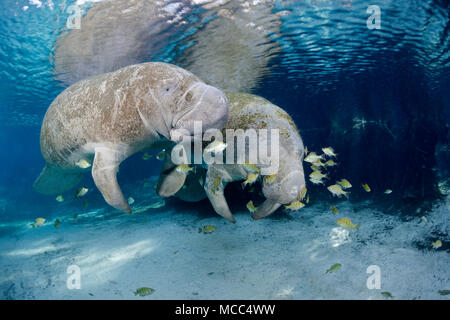 Endangered Florida Manatees, Trichechus manatus latirostris, gather at Three Sisters Spring in Crystal River, Florida, USA. The Florida Manatee is a s Stock Photo