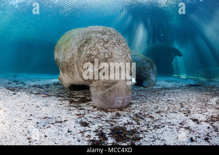 Endangered Florida Manatees, Trichechus manatus latirostris, gather at Three Sisters Spring in Crystal River, Florida, USA. The Florida Manatee is a s Stock Photo