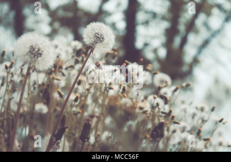 Dandelion Stock Photo