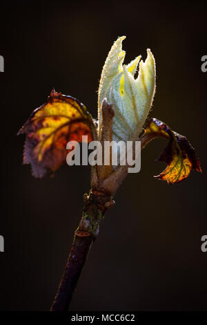 Hydrangea quercifolia in spring, new growth of leaves Stock Photo