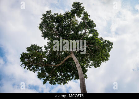 The crown of a tree on the background of a blue sky with clouds. Unique tree, rare species. Tropical tree. Bottom view of the old tropical tree. Andam Stock Photo