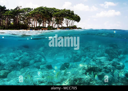 Above and below sea surface near tropical island beach with Palometa fish underwater swimming over sandy seabed, Caribbean, Panama. concept of snorkel Stock Photo