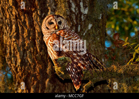 Barred owl pathing in first sun rays at dawn. Stock Photo