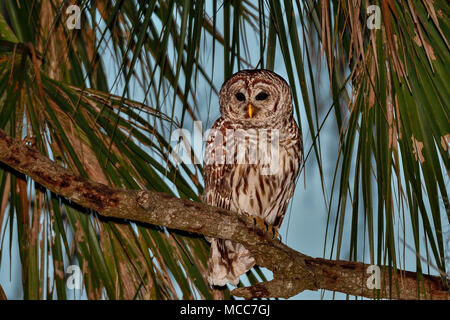 Barred owl at it's observation point Stock Photo