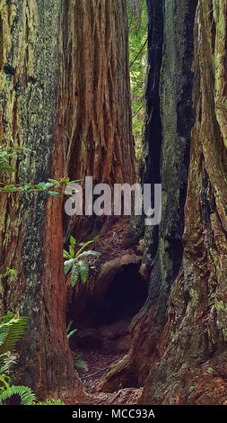 Redwood trees in a coastal redwood grove. Stock Photo