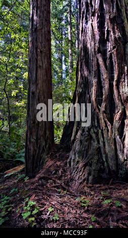 A Redwood tree in a Humboldt forest, California. Stock Photo