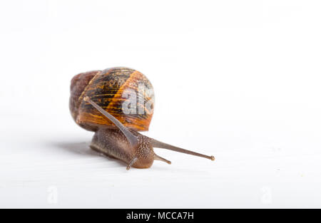 Escargot isolated on a white background front view close up Stock Photo
