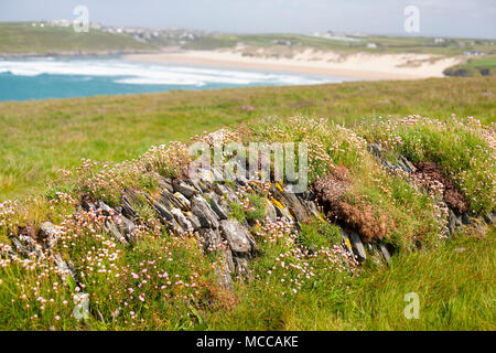 Low stone wall covered in grass and thrift flowers on West Pentire Head near Newquay in Cornwall, UK Stock Photo