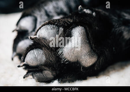 Dog Labrador Paw With Pads On A Light Carpet. Black Labrador Puppy Sleeping In Her Bed Stock Photo