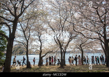 Visitors stroll along the edge of the Tidal Basin, beneath blossoming cherry trees. Stock Photo